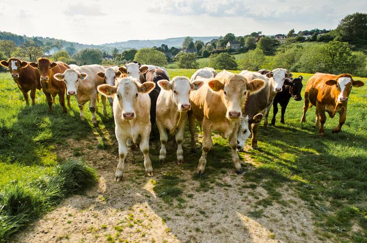 Organic Valley edges closer to carbon neutral goal thanks to grazing, organic farming practices