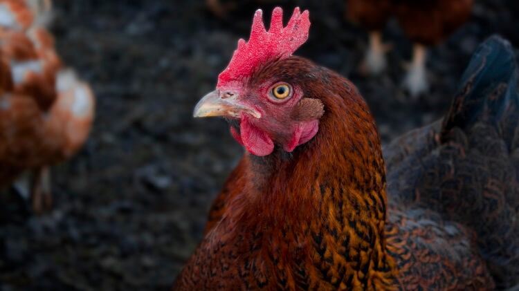 Newcastle disease confirmed in second California poultry flock