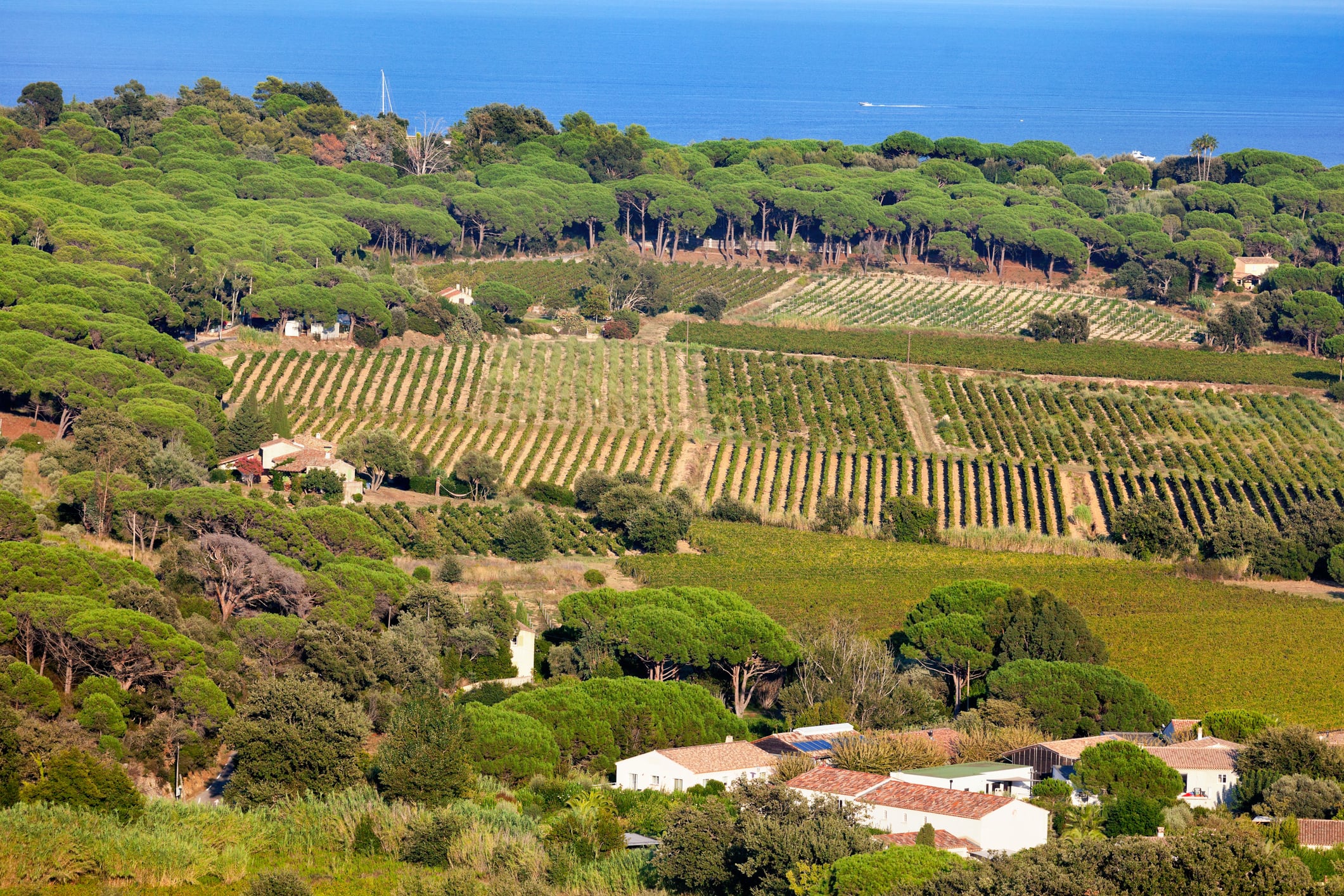Côtes de Provence Vineyard amongst the Parasol Pines on the Gulf of St Tropez headland on the Mediterranean Coastline, near Ramatuelle and St Tropez, in the Var region.