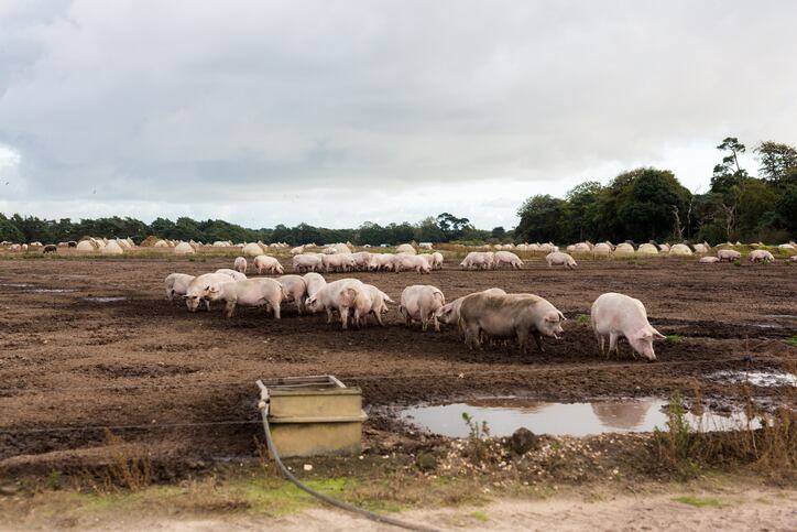 Amicable-resolution-may-be-near-for-contested-withdrawal-of-organic-animal-welfare-final-rule-under-Trump-administration.jpg