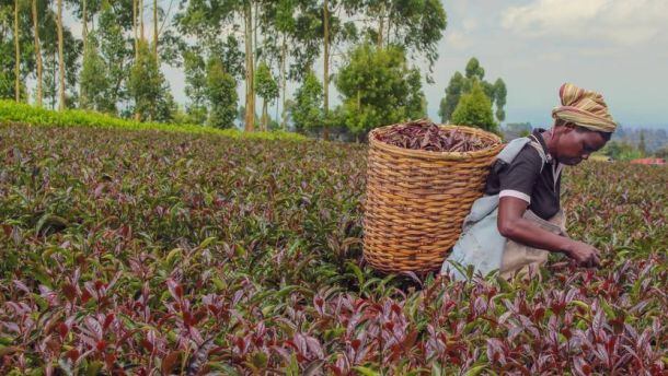 purpose-purple-tea-picker.jpg