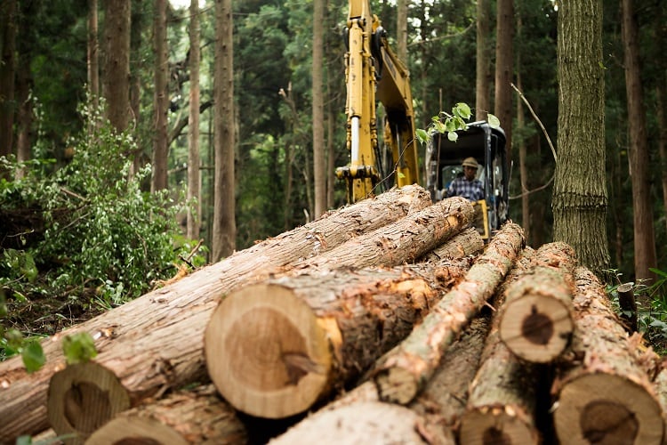 Logs-GettyImages-Taiyou-Nomachi.jpg