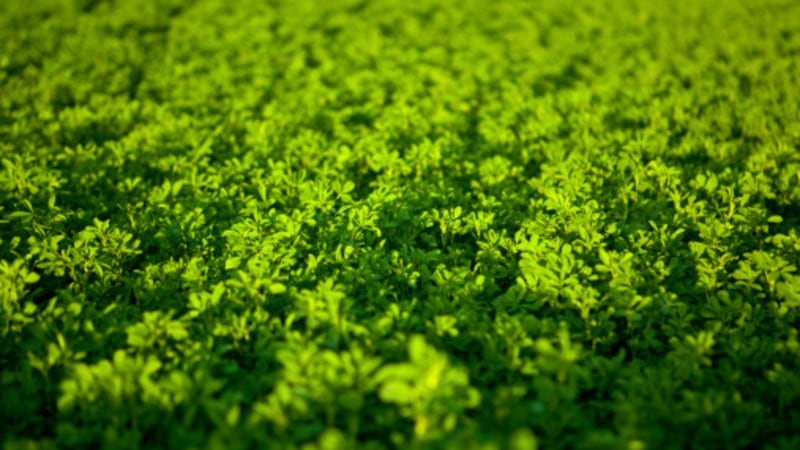 ‘Most abundant protein worldwide’: NZ’s Leaft Foods on leaf-based protein’s F&B manufacturing advantages and commercial plans