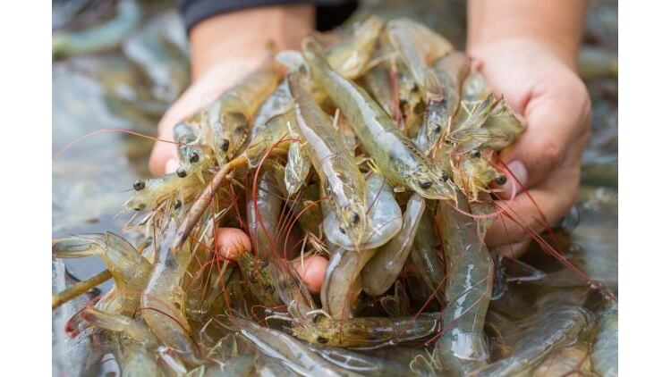 Rapid, reliable PCR detection of Vibrio in Seafood