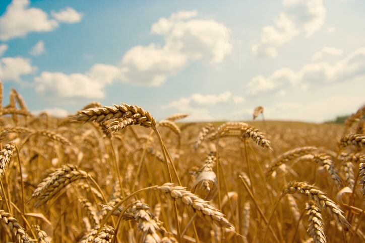 Rabobank: ‘The wheat market is on fire’