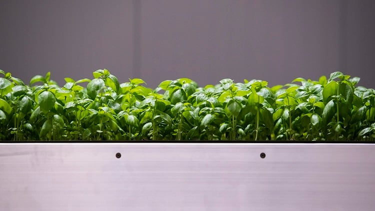 Future Crops develops vertical farm-adapted basil variety for European market