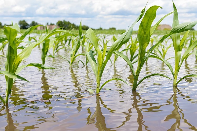 Flooded-farm-GettyImages-JJ-Gouin.jpg