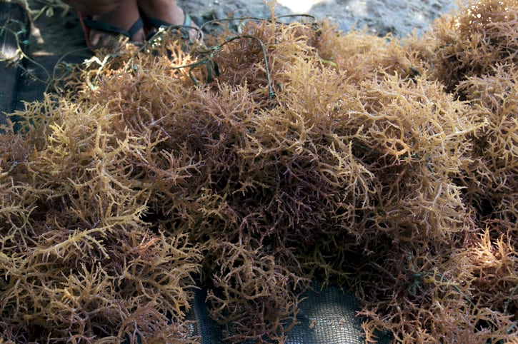 Gelymar-doubles-carrageenan-capacity.jpg