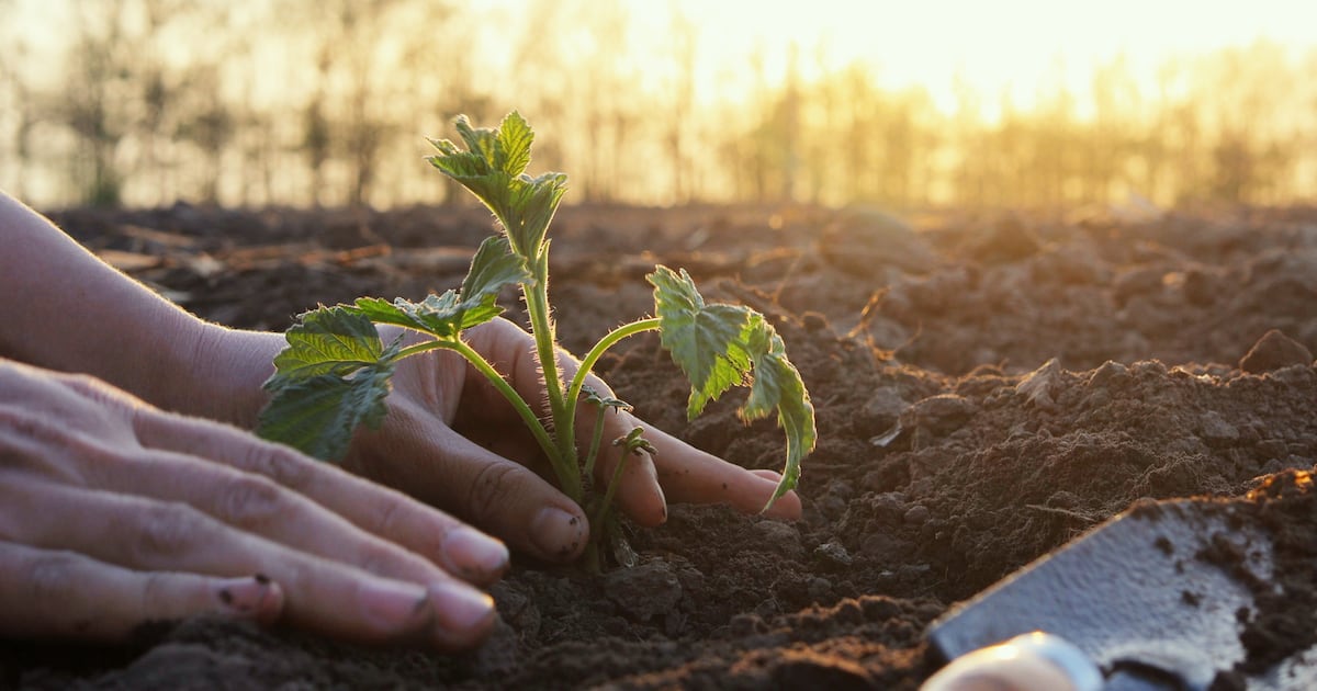 Nestlé’s partnership with World Farm Organisation promotes supply chain resilience