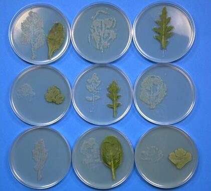 salad-leaf-salmonella-2.png