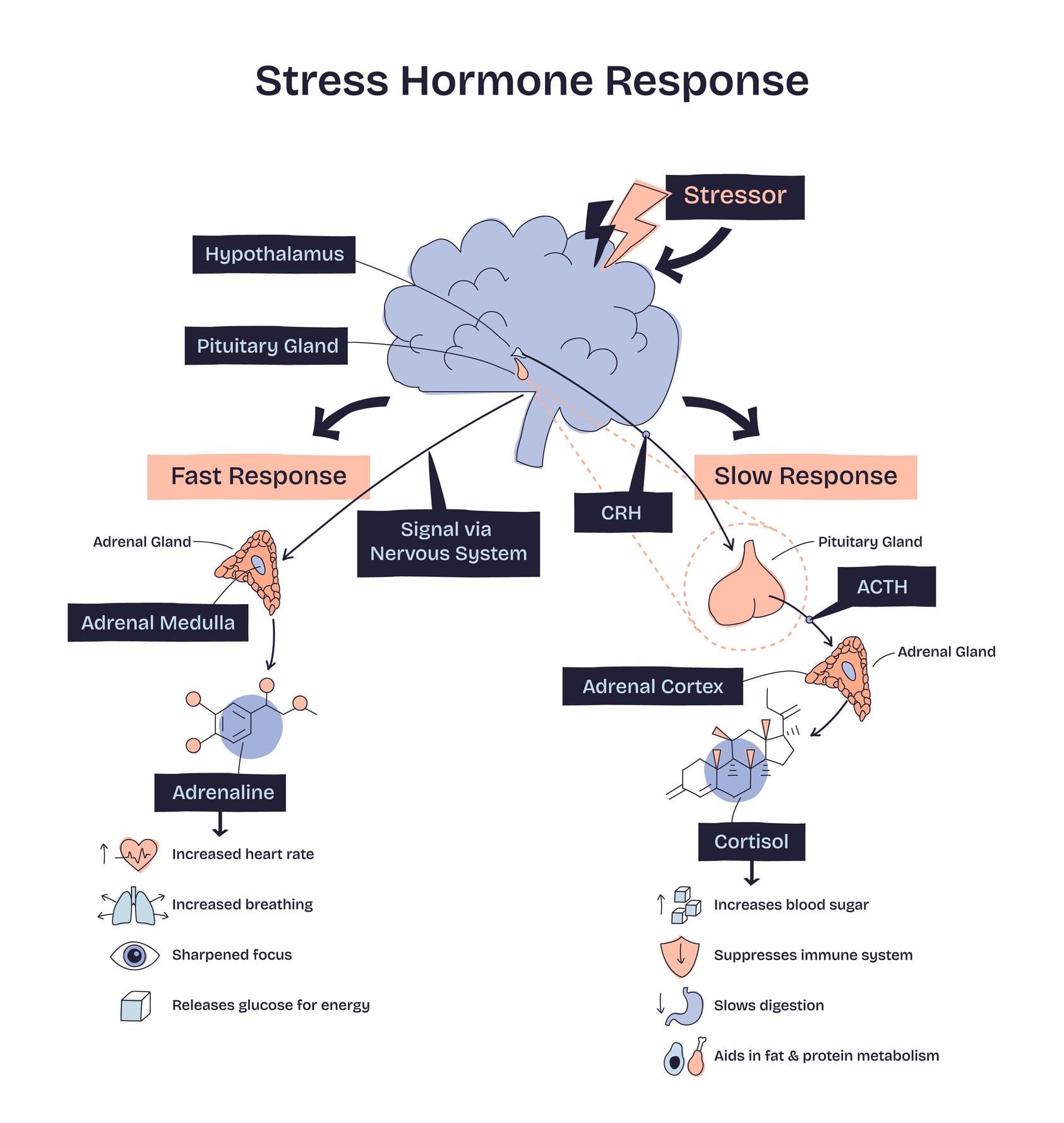 Stress hormone response shows brain, adrenal glands, and hormones like adrenaline and cortisol in a doodle style diagram VectorMine GettyImages
