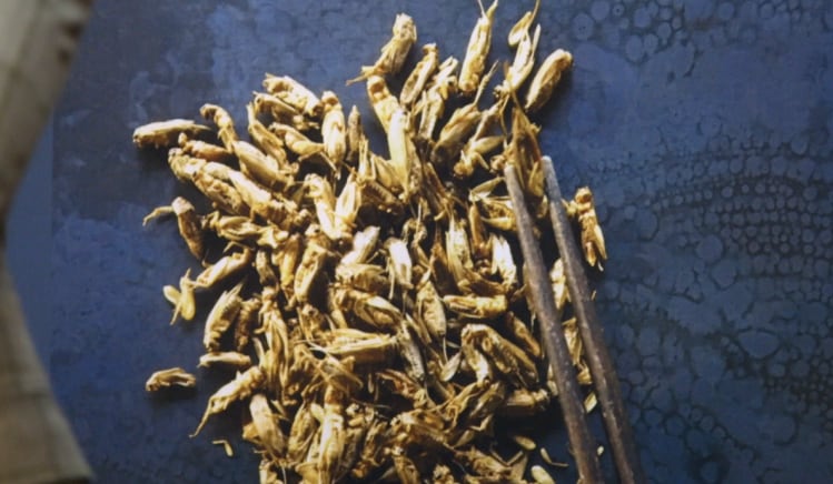 aspire-crickets-IFT-2019.png