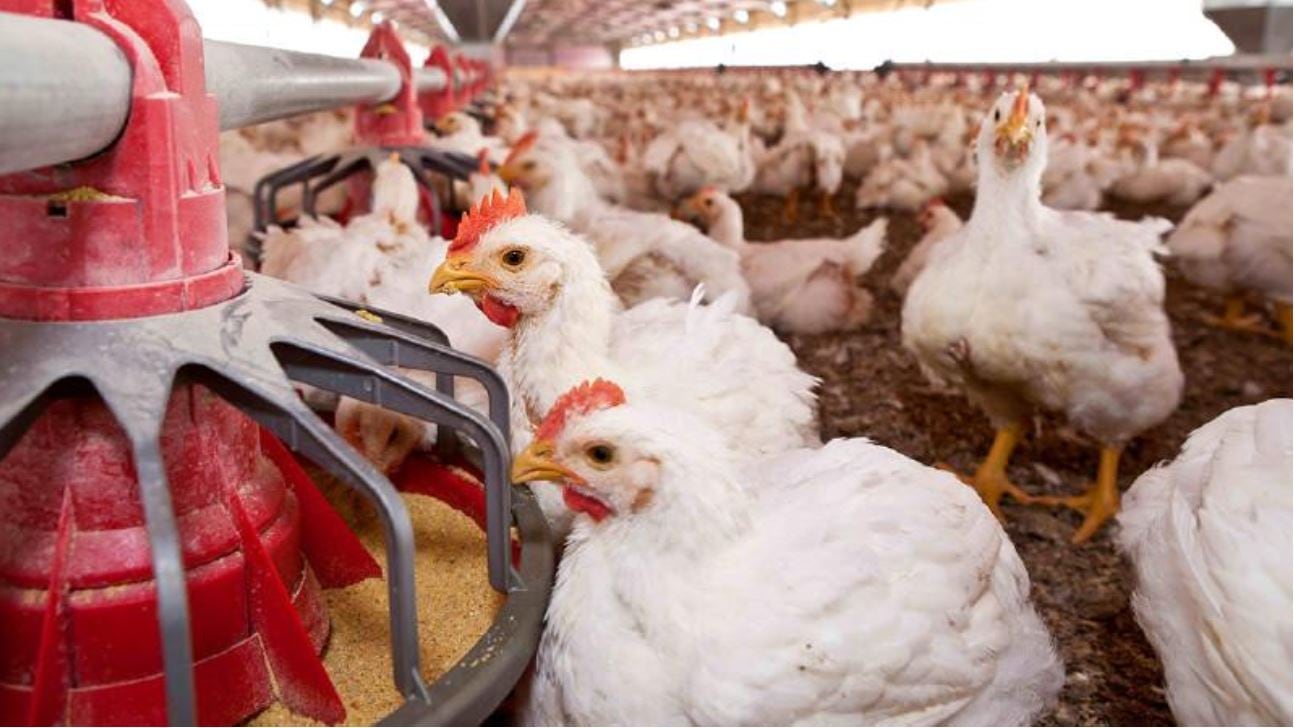 Tyson-Foods-steps-up-sustainability-efforts-with-Environmental-Defense-Fund-partnership.jpg