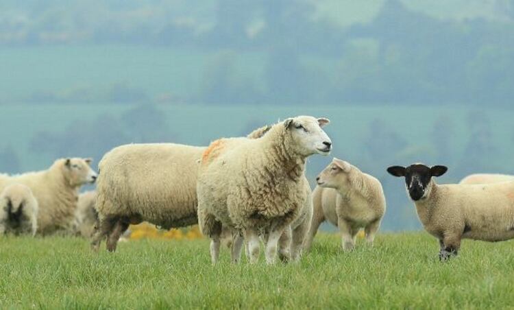 IFA urges Minister Creed to ‘step up to the mark’ in EID row