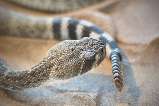 Rattlesnake.jpg