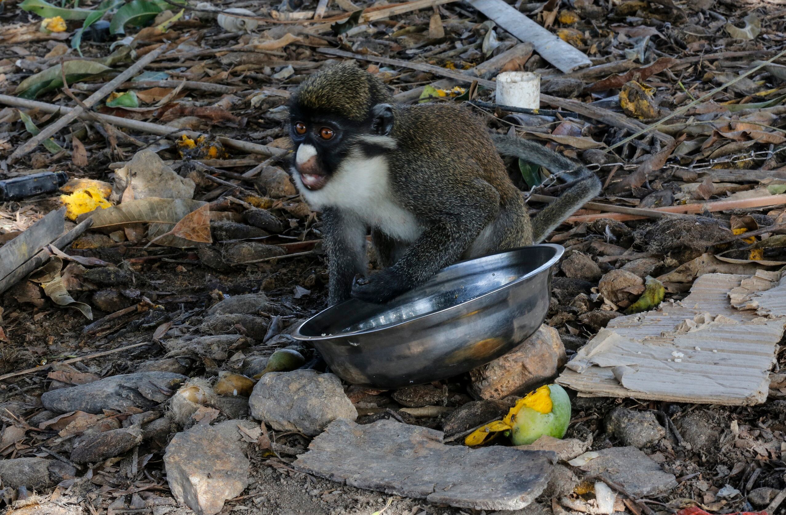 monkey-mighty.jpg