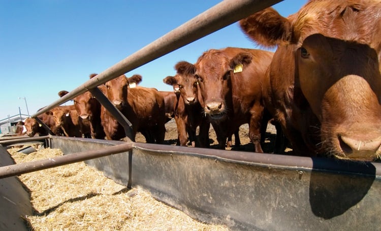 UK meat suppliers hailed in BBFAW’s animal welfare report