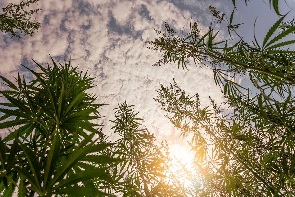CBD-manufacturer-Green-Gorilla-to-expand-production-acquiring-1-500-acres-of-organic-farmland.jpg