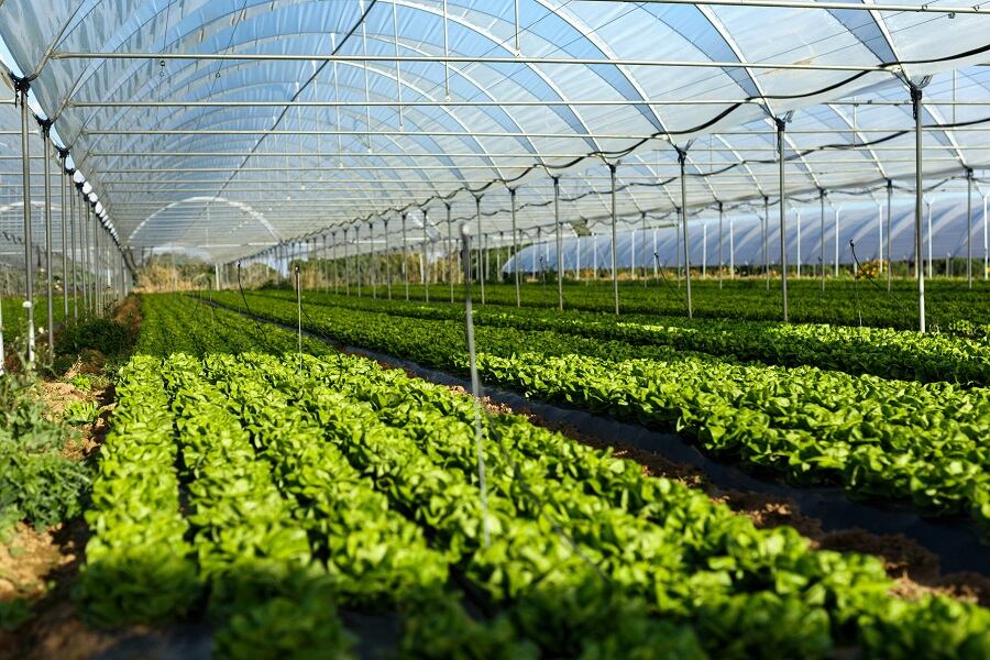 Former FDA Frank Yiannas to bring multidimensional risk assessment to Revol Greens as safety advisor