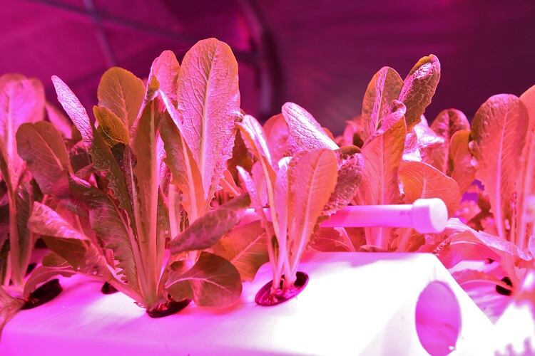 vertical-farming-aeroponic-Neznam.jpg