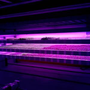 IGS-Integrated-Growth-Trays-With-Lights-GTL-2.jpg