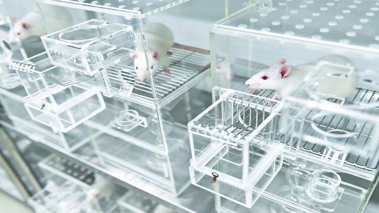 Japan-animal-testing-13-major-food-and-beverage-manufacturers-agree-ban-practice-unless-required-by-law.jpg