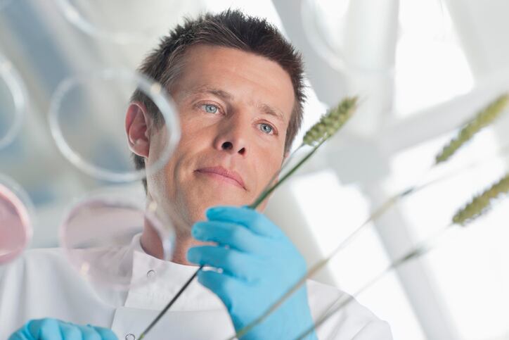 Scientists predict next Green Revolution as new drought resilient wheat discovery unveiled 