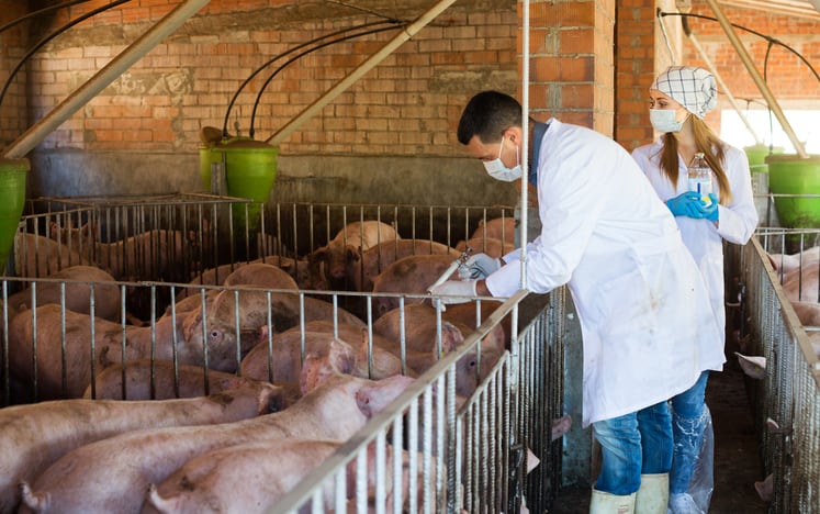 Antibiotic use in animals drops in UK