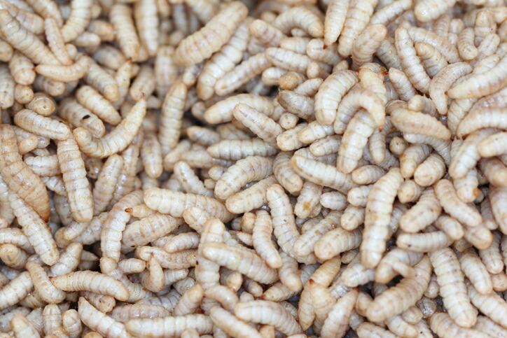 Canada: Entosystem’s new insect ingredient factory boasts ‘largest production capacity’ in North America