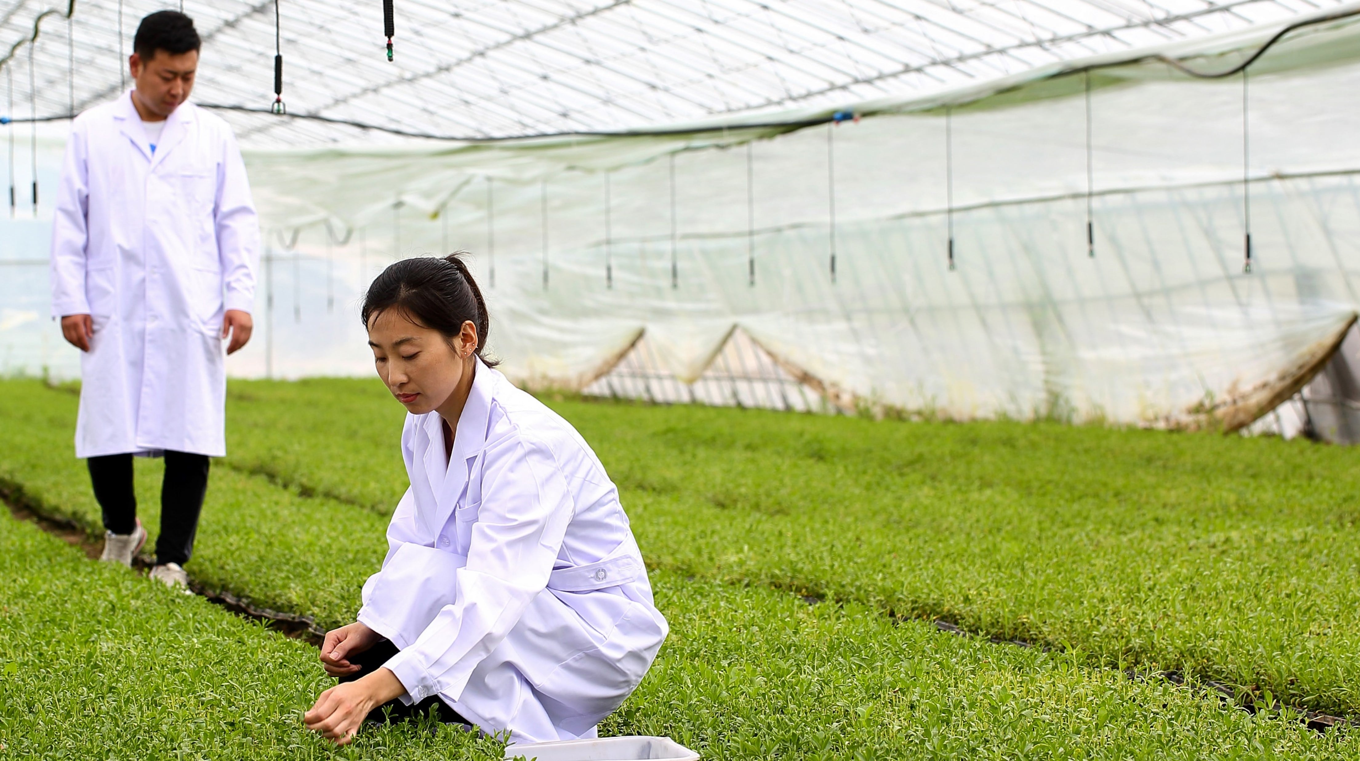 A-critical-milestone-for-stevia-HOWTIAN-achieves-up-to-12-average-Reb-A-yield-this-season.jpg