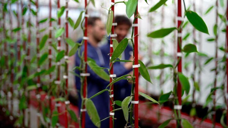 Vanilla Vida scouts US locations as it expands high-tech vanilla cultivation operation