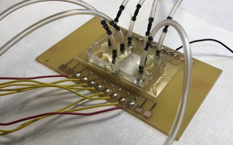 Salmonella sensor developed for poultry industry