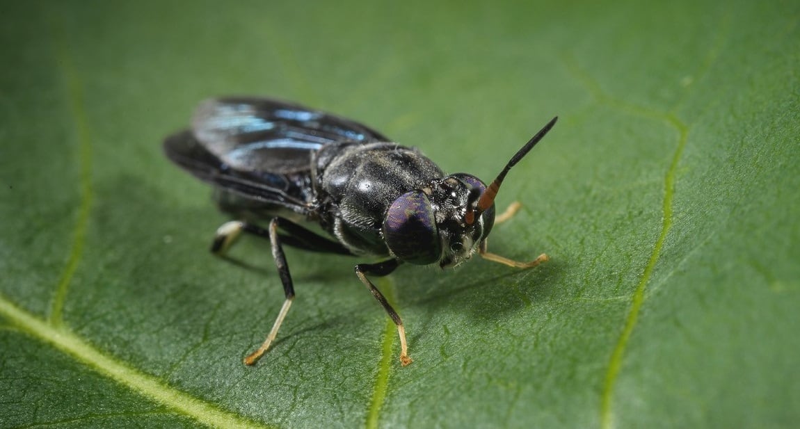 Tyson-Foods-expands-into-insect-protein-production-with-Protix-partnership.jpg