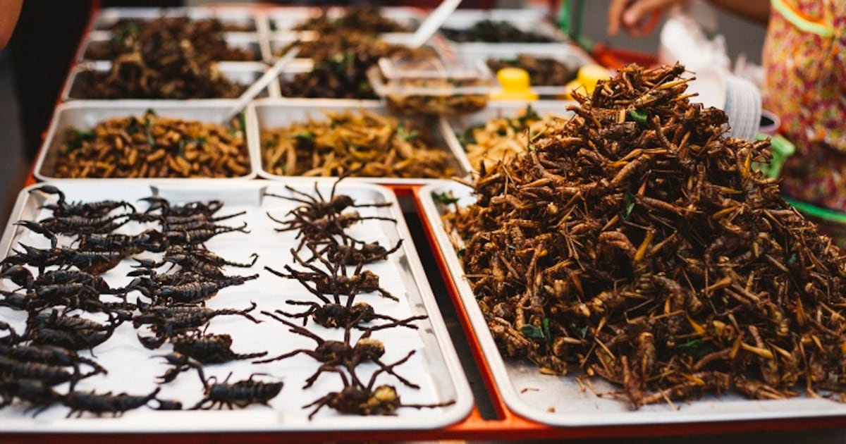 Interest In Insects Interest in eating insects can be increased, study shows