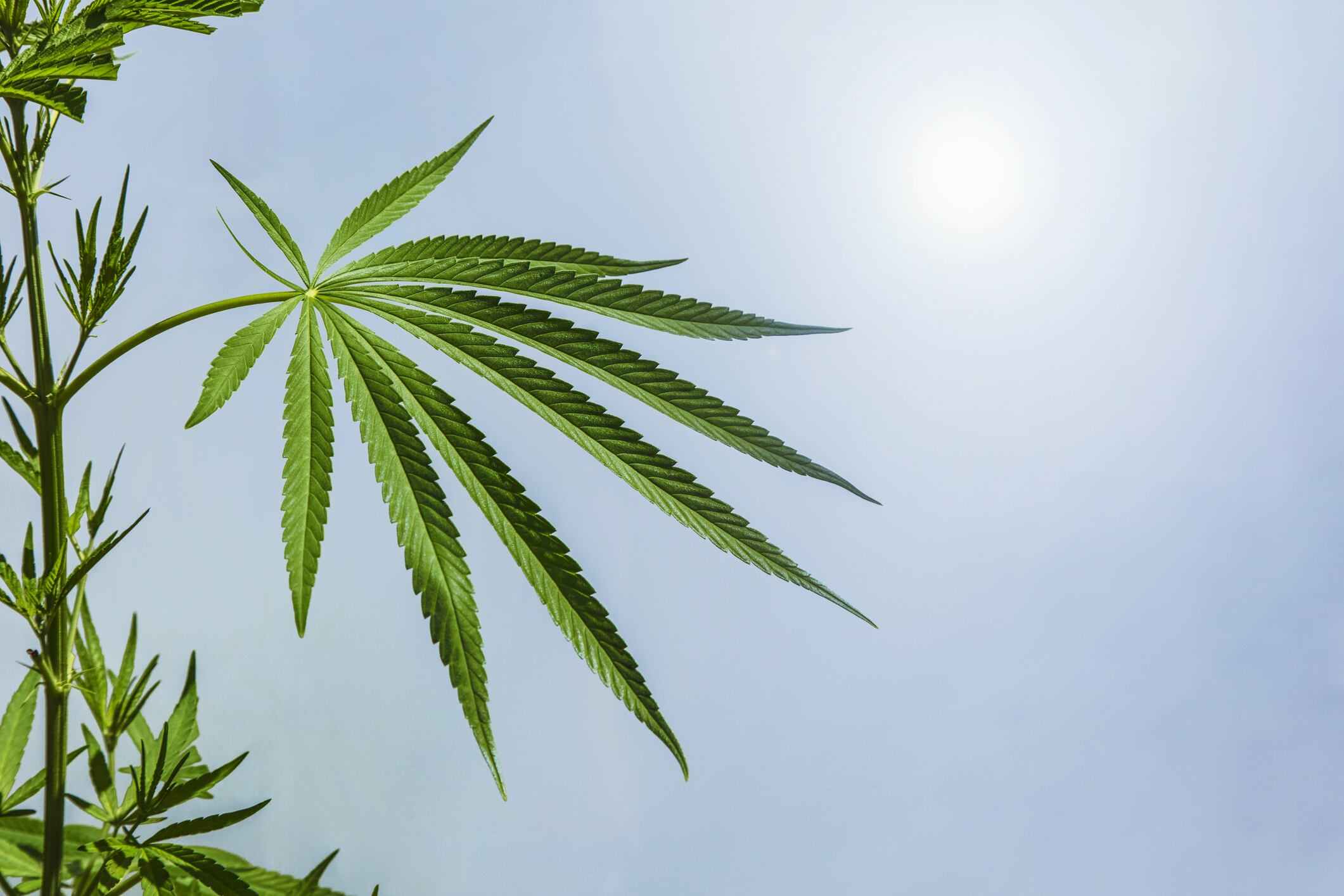 Close up of the leaf of a cannabis or hemp plant which is used for recreation and medical purposes. Hemp is also used in industry for making clothes, building materials, and livestock feed.