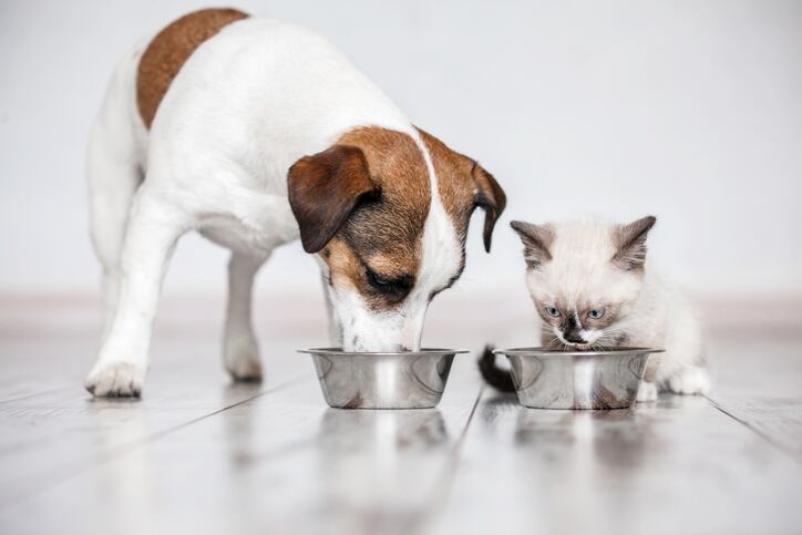 Mintel: Demand set to grow for bespoke health orientated pet foods  