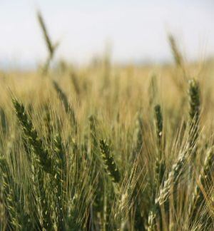 Wheat-image-General-Mills.jpg