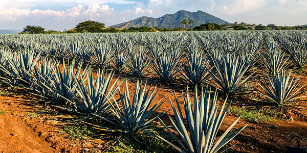 adm-foodnav-agave-promo-feature-feb-image-4.png