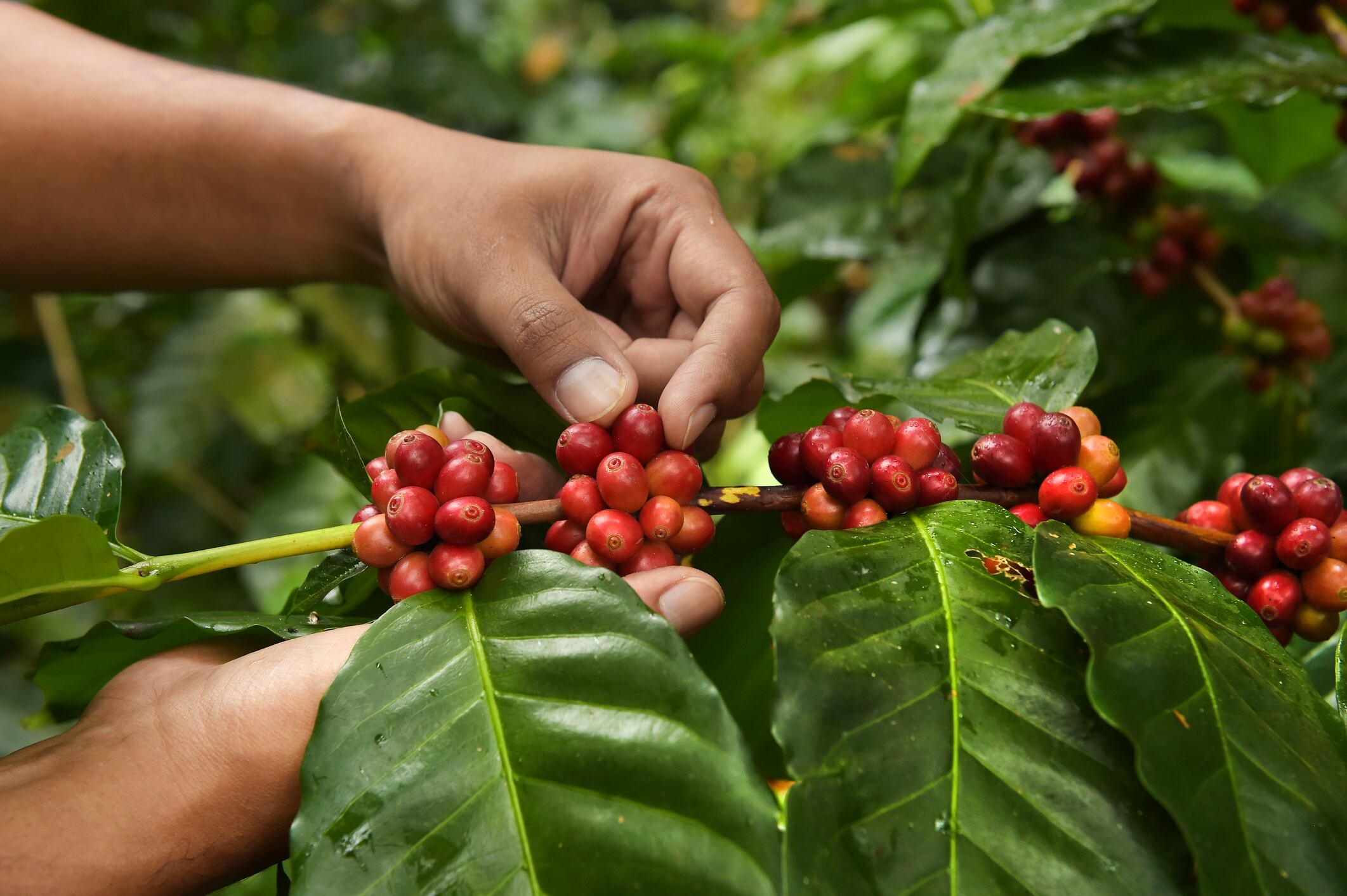 Coffee crisis? El Salvador partners with Swiss tech startup to secure future