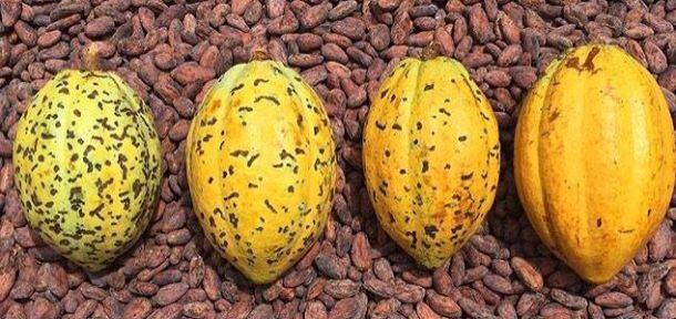 cacao-beans-from-RAU.jpg