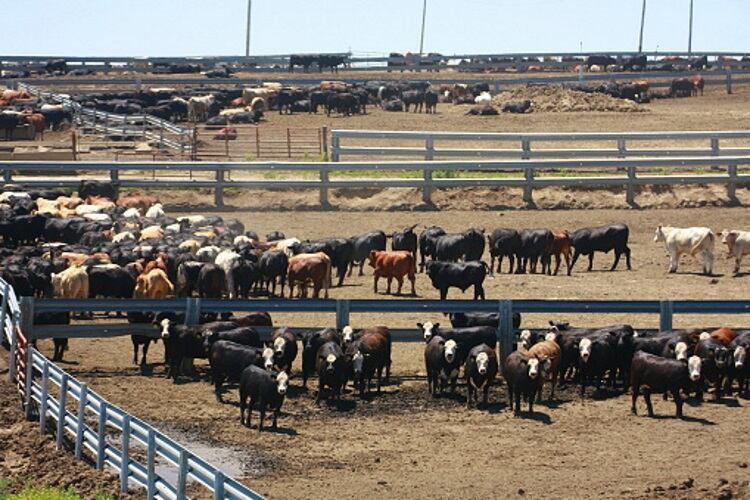 Meat documentary raises ire of the industry