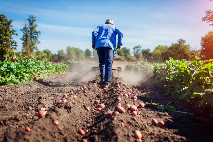 Potato grower starts upcycling unwanted spuds to pioneer ‘high grade’ plant protein alternative