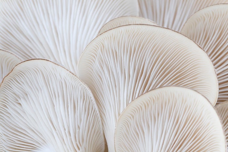 Fungi Protein Association founded to advocate for 'mushrooming' new sector