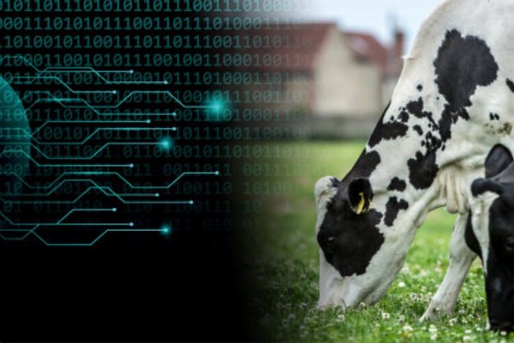New Arla AI tool predicts milk intake 