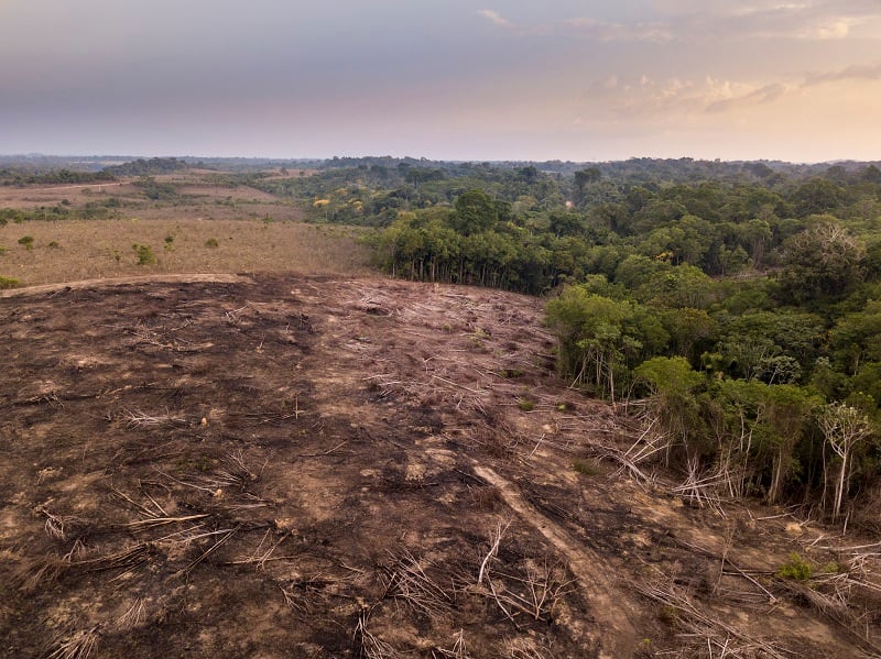 JBS blames complex supply chains as retailers drop beef over deforestation