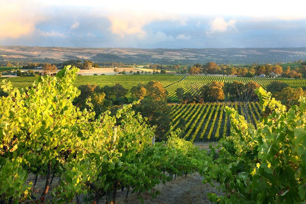 Australian wine: How can the industry navigate its way through the pandemic?