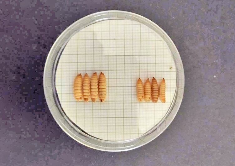 BSF-larvae-standard-and-improved.jpg