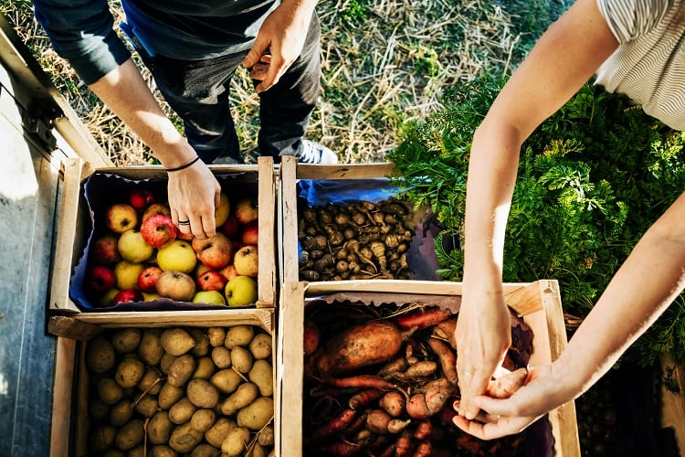 EU-urged-to-better-integrate-agrifood-trade-interests-into-policy.jpg