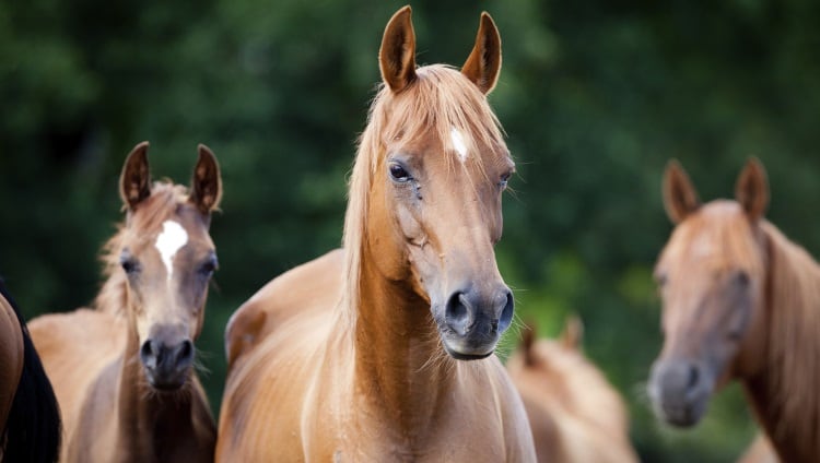 Horsemeat trial sparks debate over meat origin controls