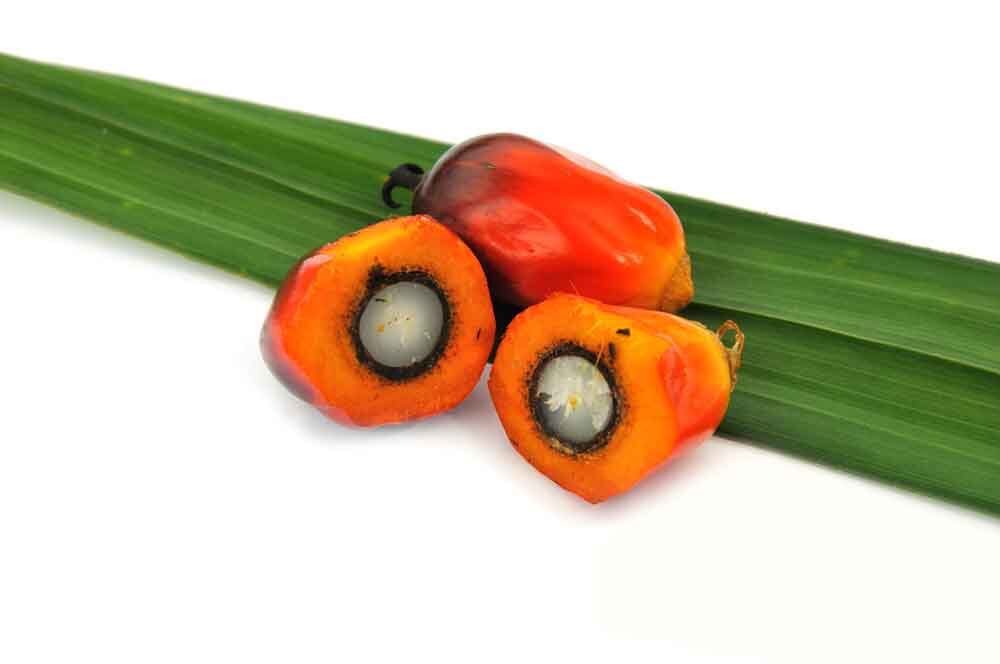 palm-fruits-FMC-BioPolymer.jpg